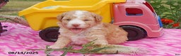 Toy Poodle dogs for sale: Blaze - Ad 10