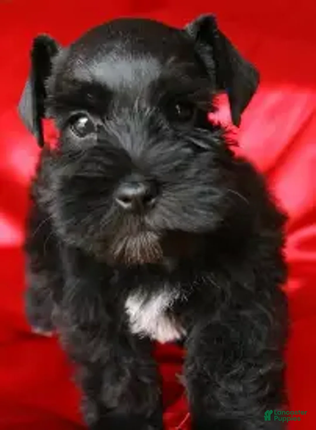Miniature Schnauzer dogs for sale: Miniature Schnauzer 3 - Ad 1