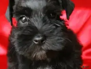 Miniature Schnauzer dogs Miniature Schnauzer 3 - Ad 3