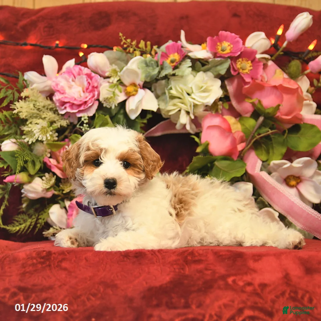 Mini Goldendoodle dogs for sale: Rainbow Teasures  - Ad 3