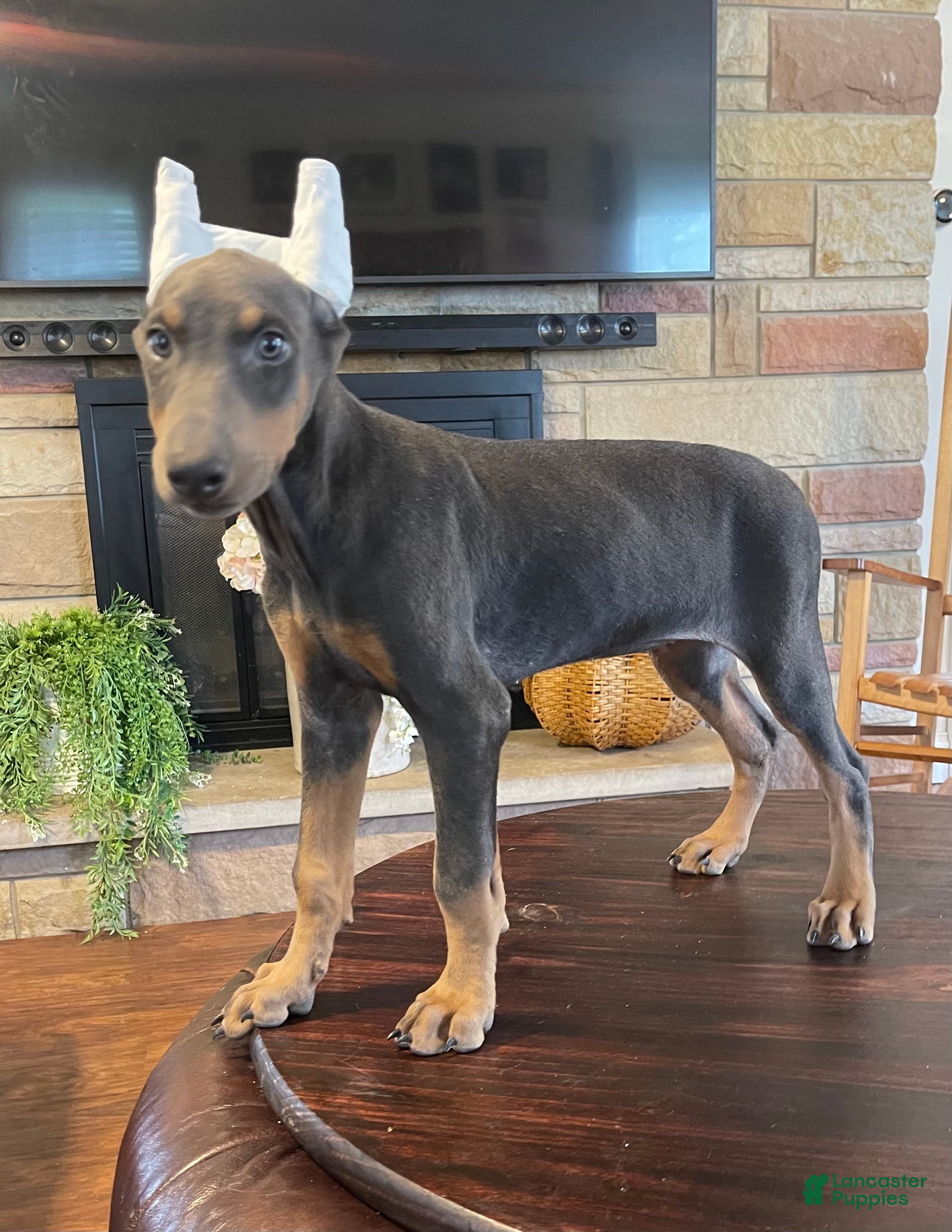 Doberman Pinscher dogs Rogue - Ad 1