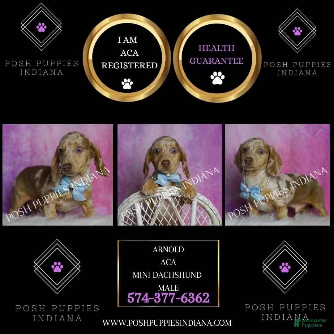 Miniature Dachshund dogs for sale: Arnold - Ad 2