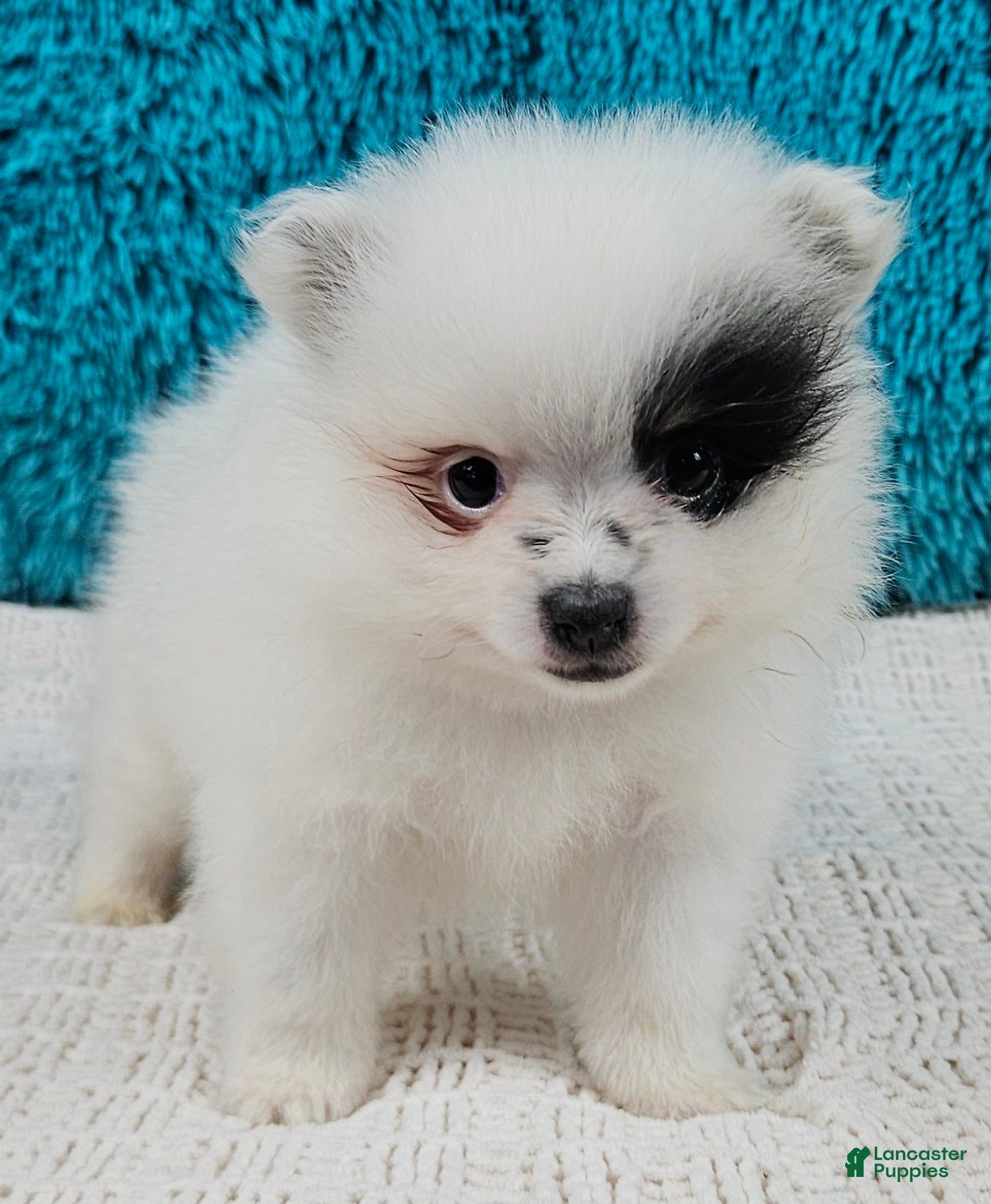 Pomeranian dogs Arlo - Ad 1