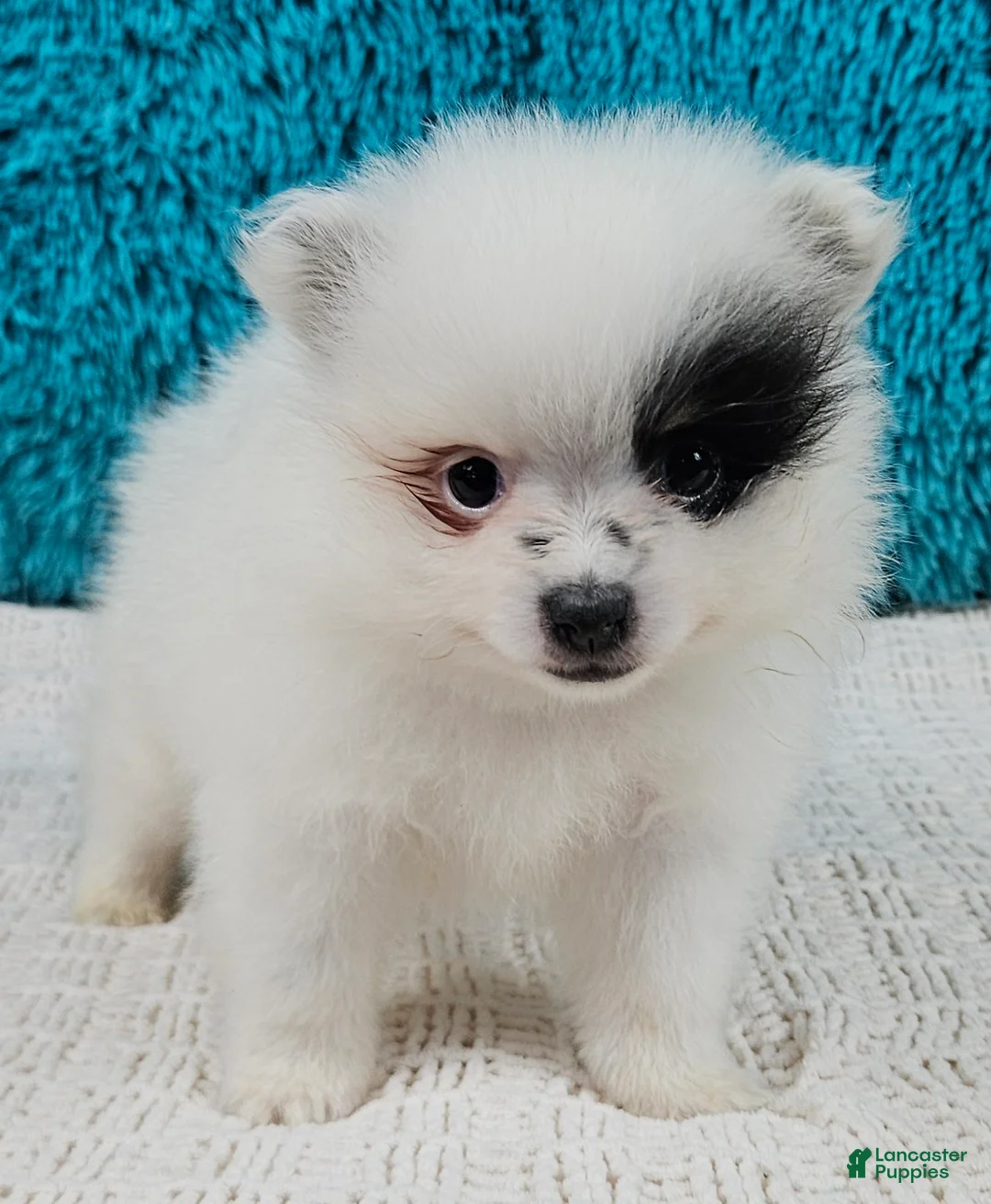 Pomeranian dogs for sale: Arlo - Ad 1