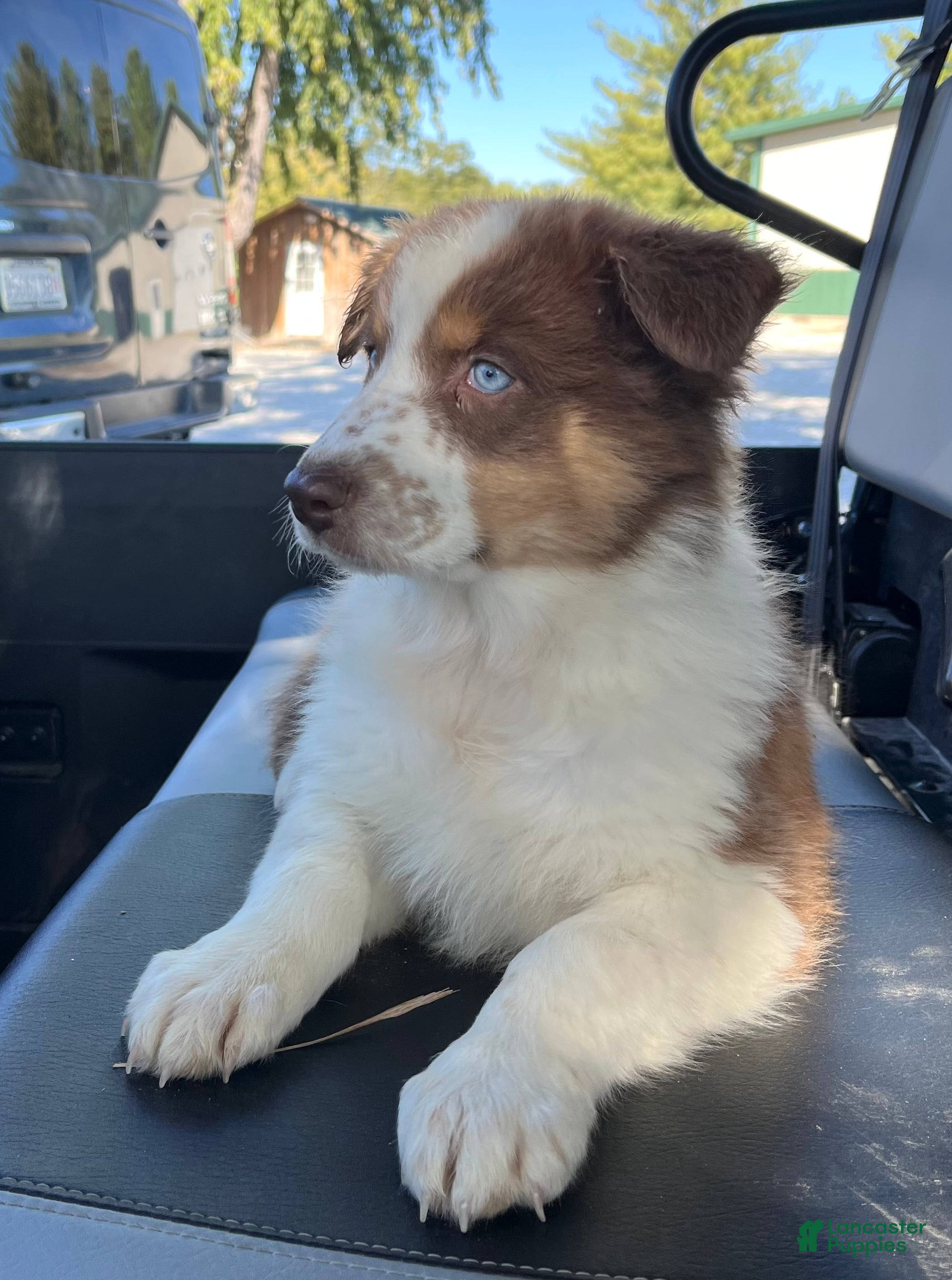 Australian Shepherd dogs for sale: Cutie - Ad 2