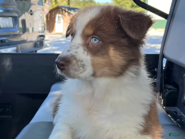 Australian Shepherd dogs for sale: Cutie - Ad 2