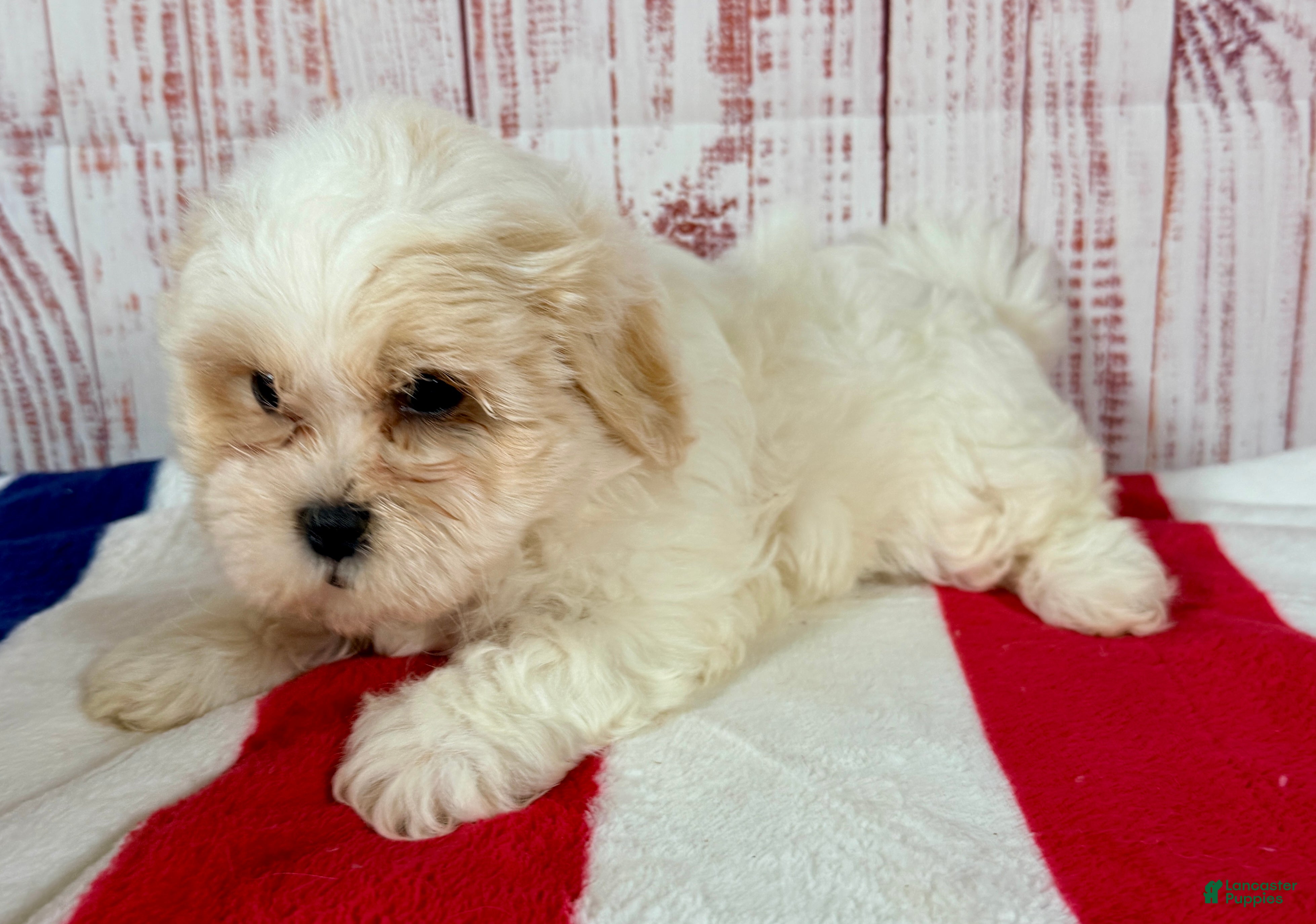 Teddy Bear dogs Tender heart Bear - Ad 2