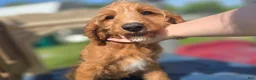 Cavapoo dogs for sale: Glacier - Ad 7
