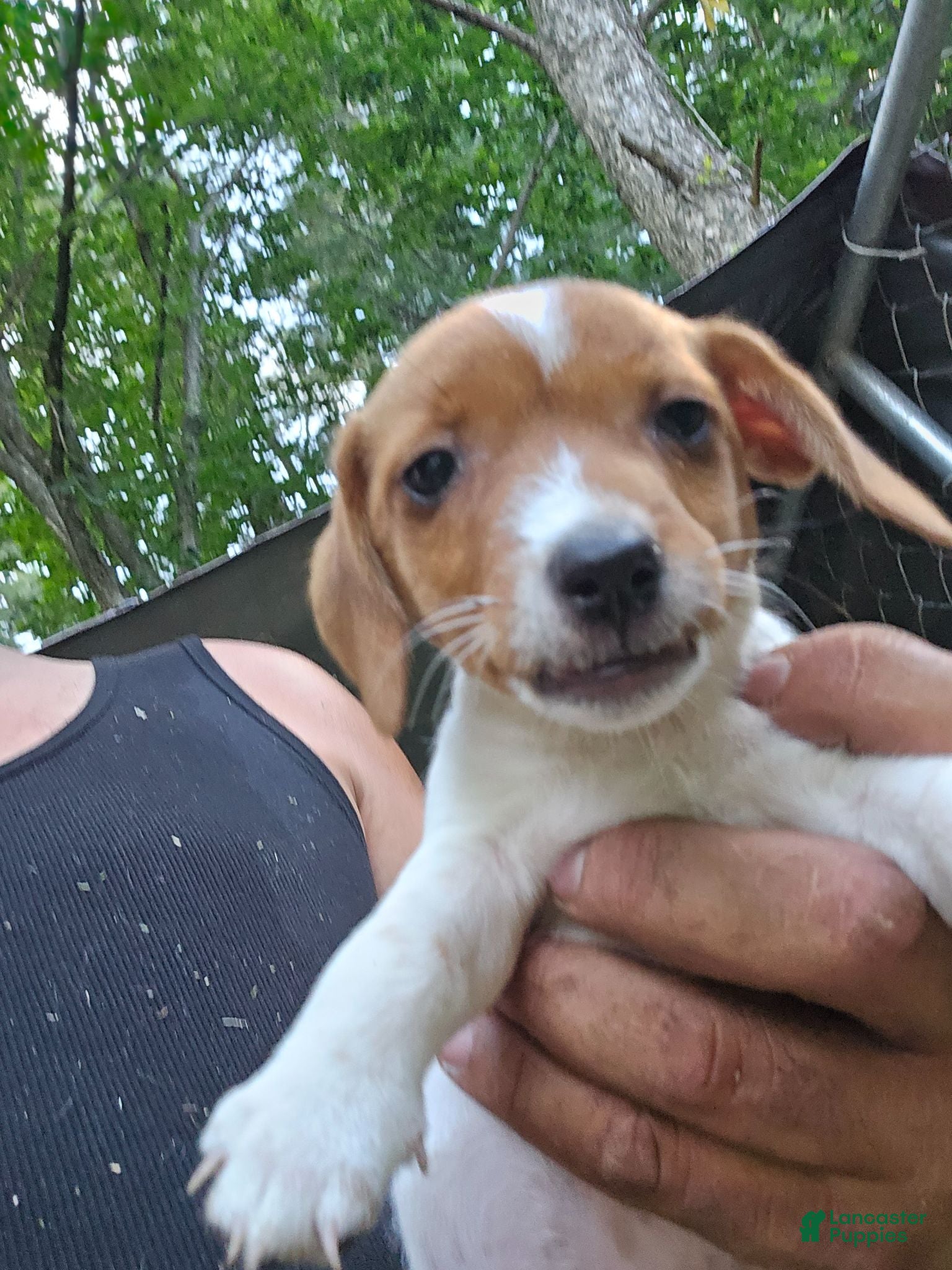 Jack Russell Terrier dogs Jack Russell Terrier 11 - Ad 1