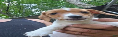 Jack Russell Terrier 11