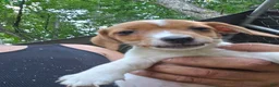 Jack Russell Terrier dogs for sale: Jack Russell Terrier 11 - Ad 1