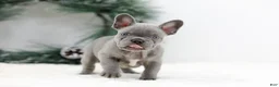 French Bulldog dogs for sale: Kaden - Ad 3