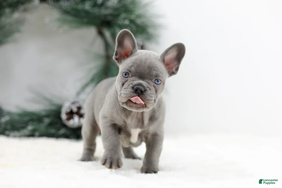 French Bulldog dogs for sale: Kaden - Ad 3
