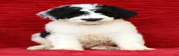Sheepadoodle dogs for sale: Diesel - Ad 8