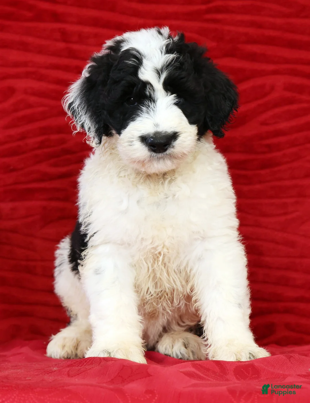 Sheepadoodle dogs for sale: Diesel - Ad 8