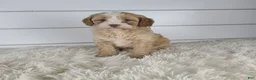 Cavapoo dogs for sale: Bliss - Ad 1