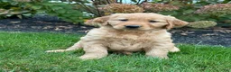 Golden Retriever dogs for sale: Zara - Ad 3