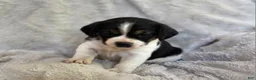 Puggle dogs for sale: Tulip - Ad 1