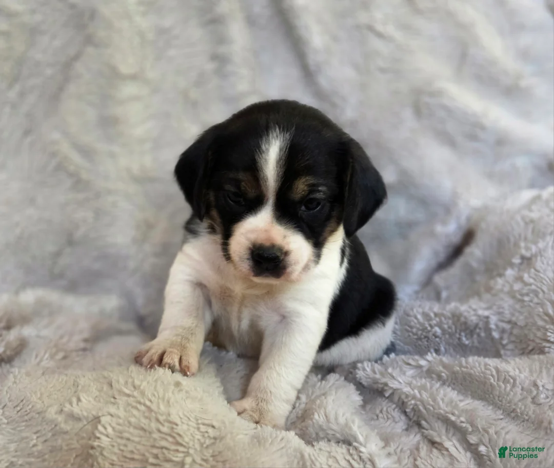 Puggle dogs for sale: Tulip - Ad 1