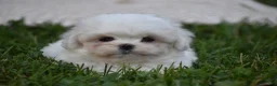 Maltese dogs for sale: Olaf - Ad 8