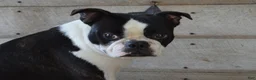 Boston Terrier dogs for sale: Misty - Ad 9
