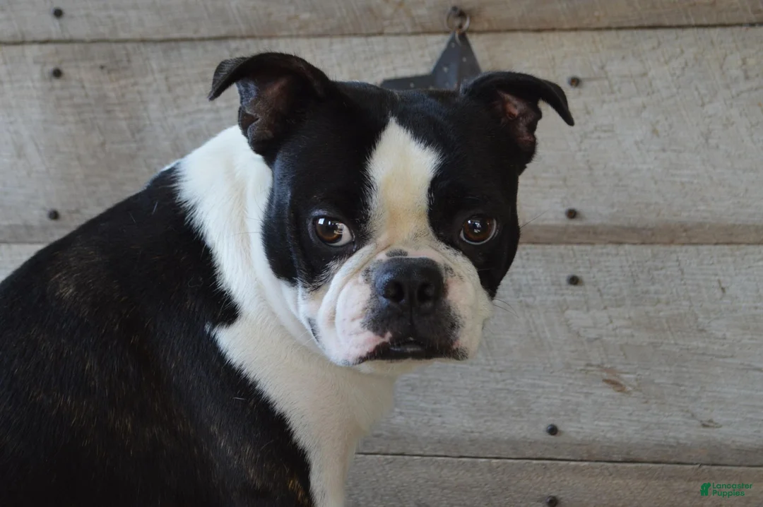 Boston Terrier dogs for sale: Misty - Ad 9