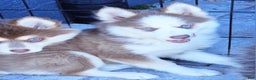 Pomsky dogs for sale: Lavvy - Ad 2