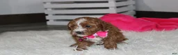 Cockapoo dogs for sale: Fiona  - Ad 4