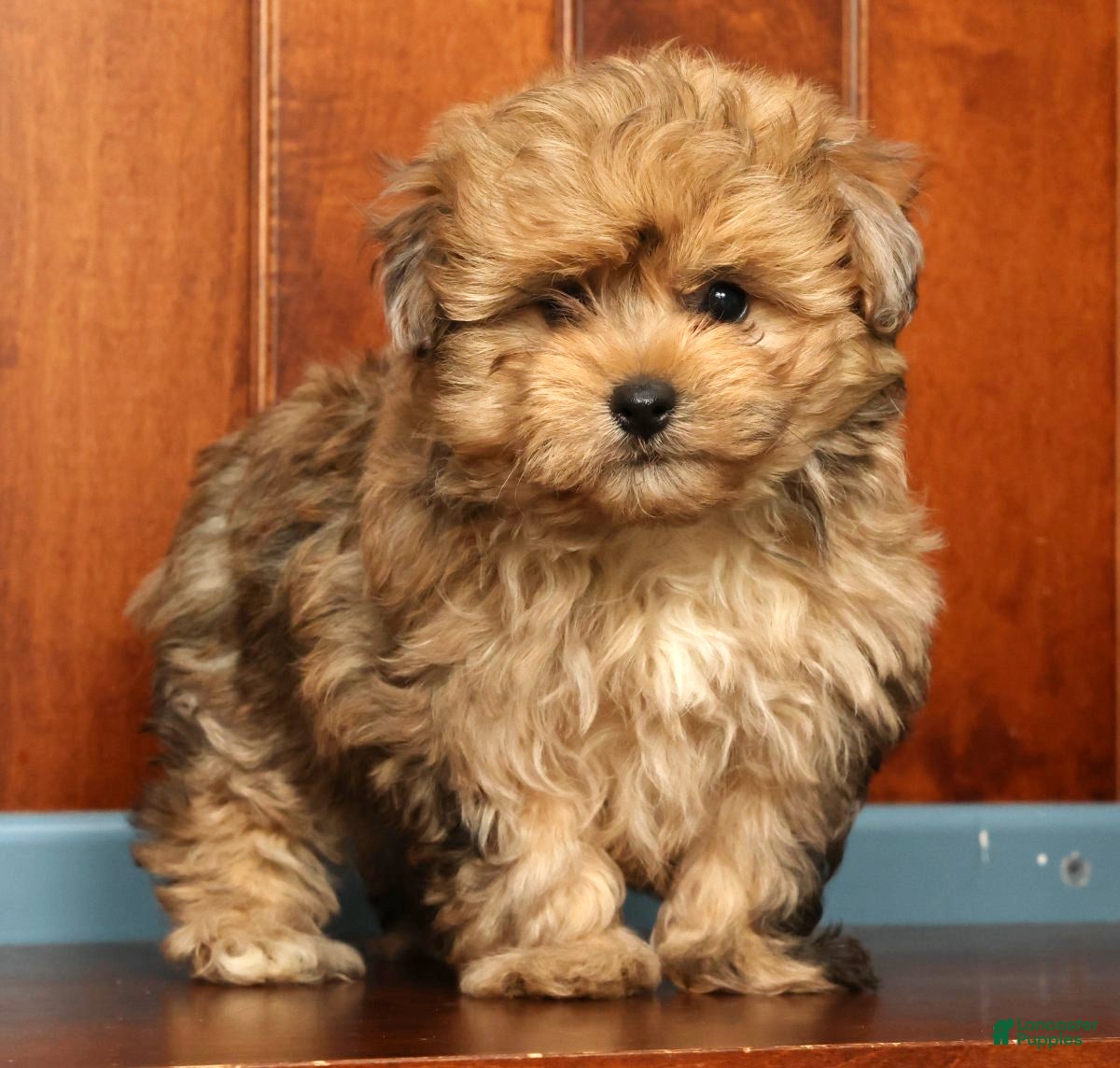 Pomapoo dogs Gavin - Ad 1