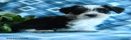 Mixed Breed dogs for sale: Dillin - Ad 5