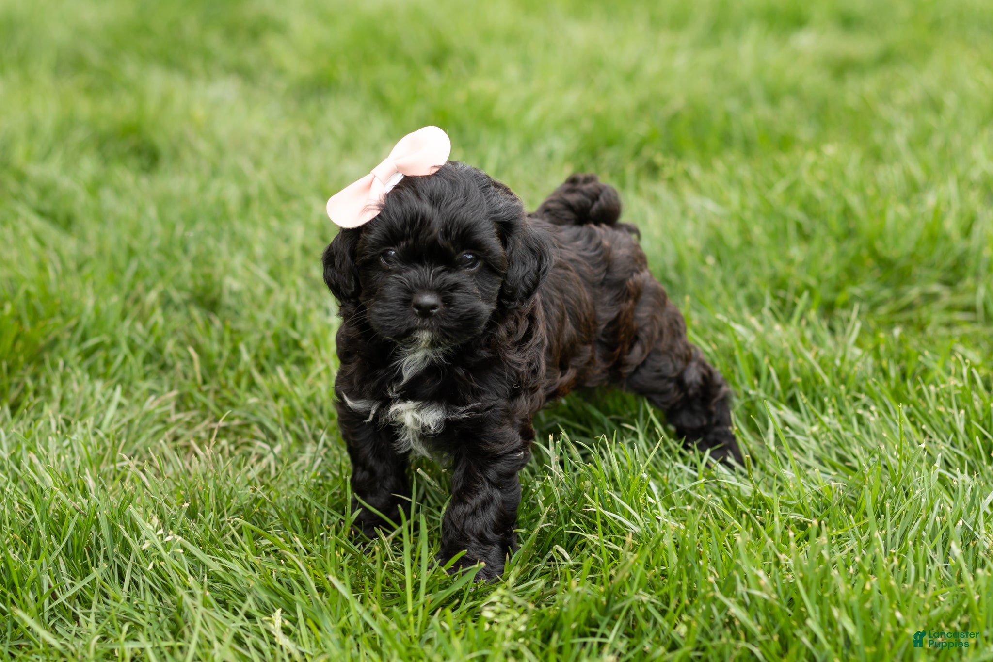 Shihpoo dogs Irma  - Ad 38