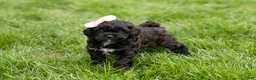 Shihpoo dogs for sale: Irma  - Ad 1