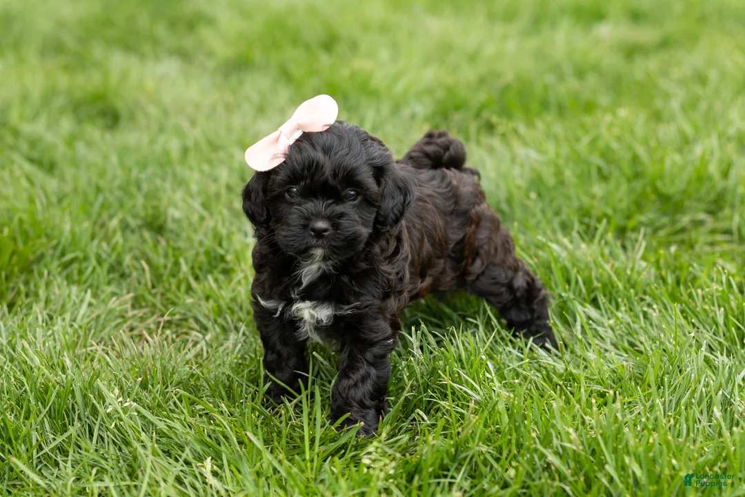 Shihpoo dogs for sale: Irma  - Ad 1