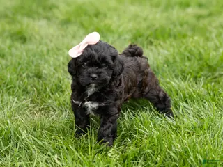 Shihpoo dogs Irma - Ad 38