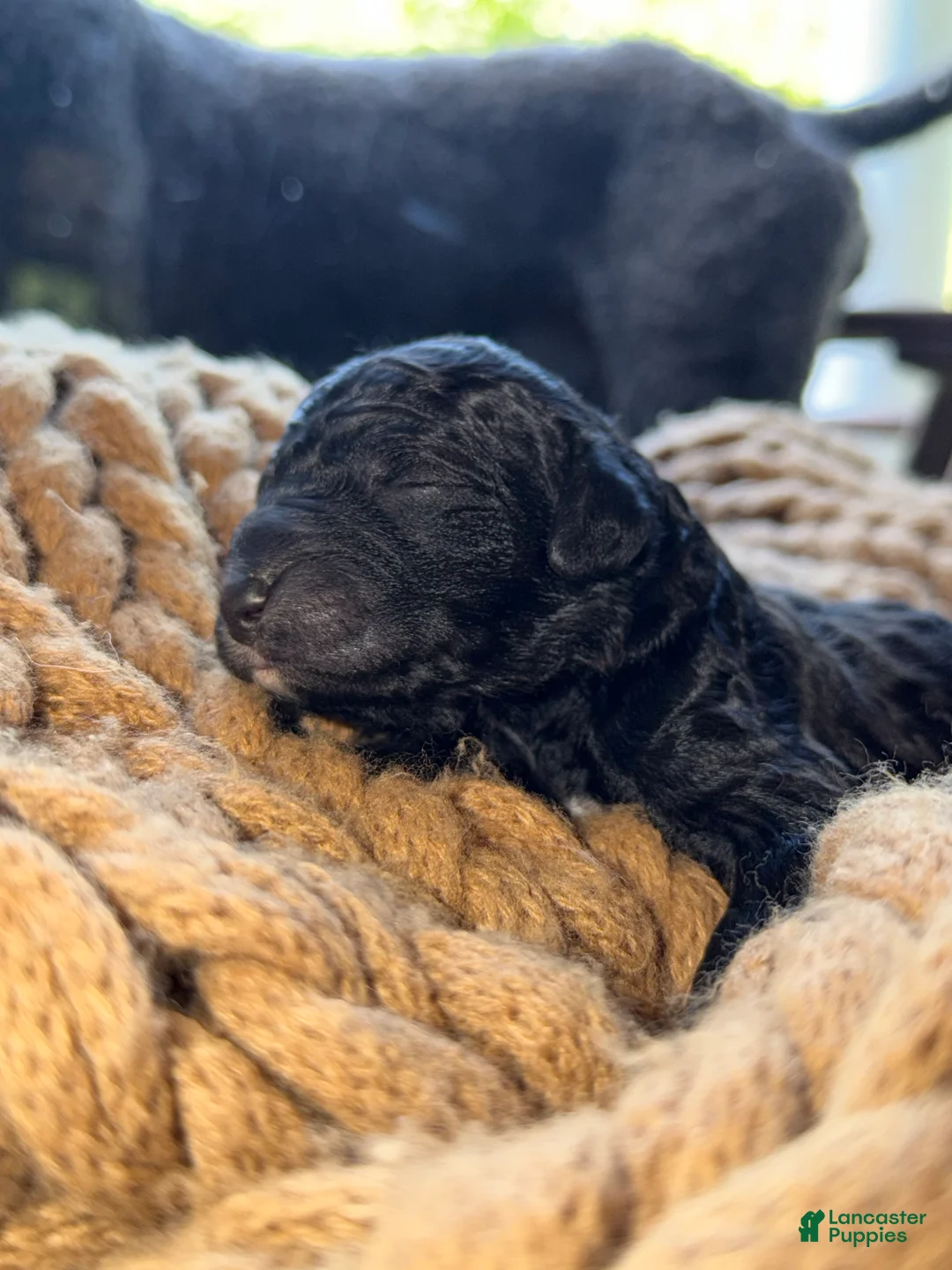 Bernedoodle dogs for sale: Nash - Ad 2