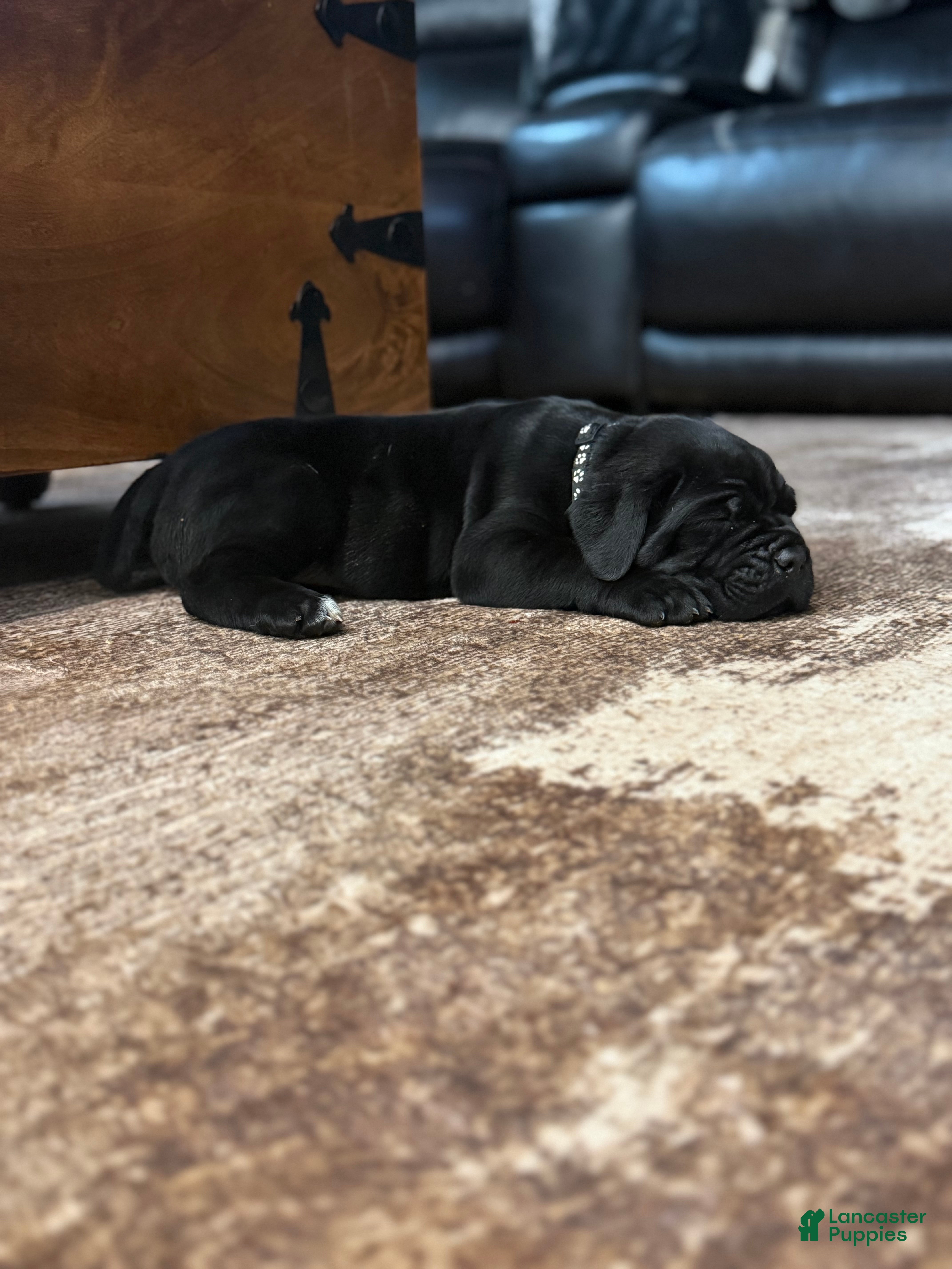 Cane Corso dogs Light Grey Collar - John  - Ad 2