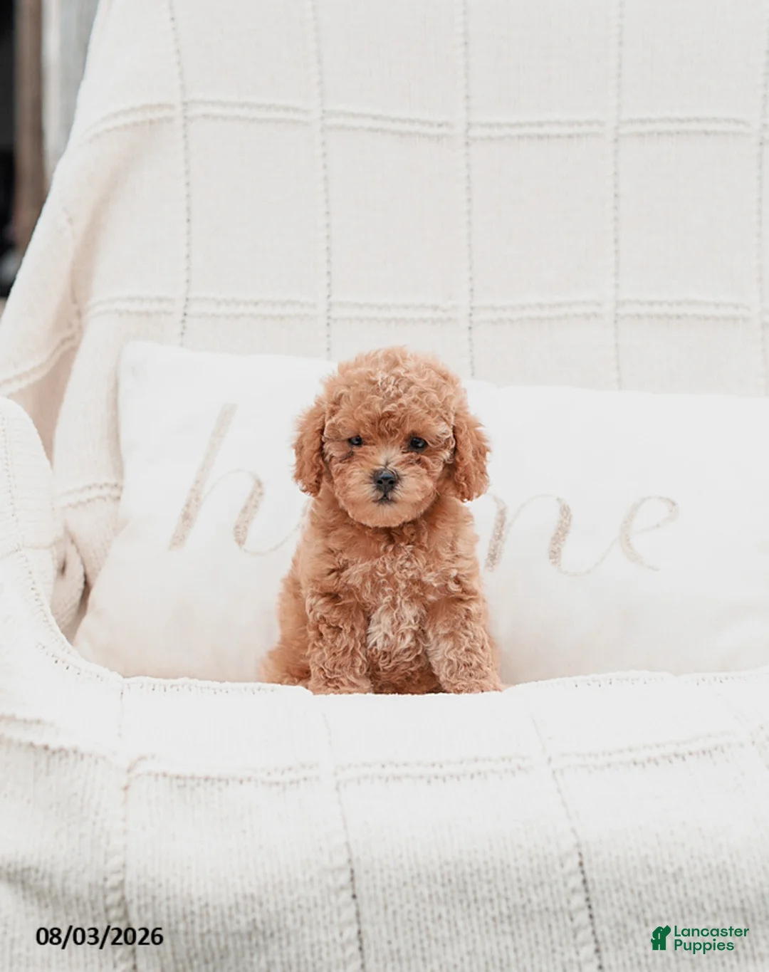 Miniature Poodle dogs for sale: Keyona - Ad 1