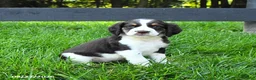English Springer Spaniel dogs for sale: Buster - Ad 1