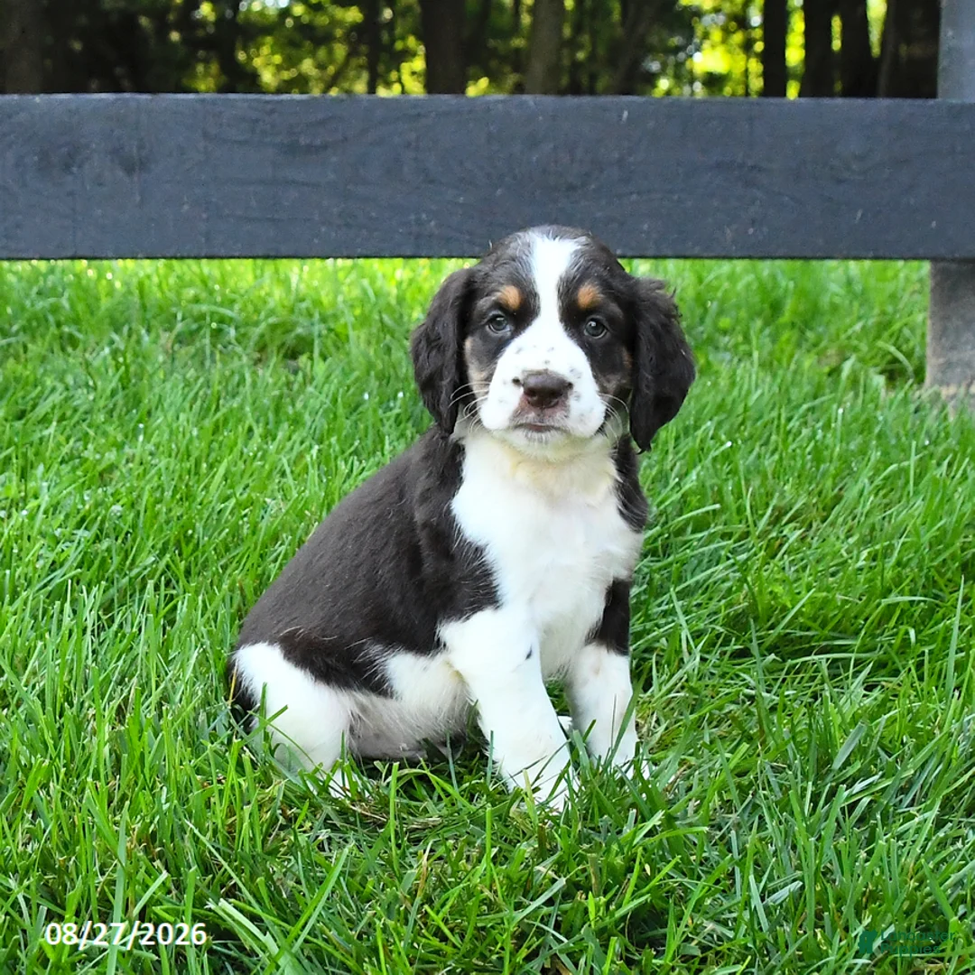 English Springer Spaniel dogs for sale: Buster - Ad 1