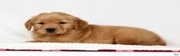 Golden Retriever dogs for sale: Teddy - Ad 7