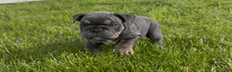 English Bulldog dogs for sale: English Bulldog Puppy 3 - Ad 3
