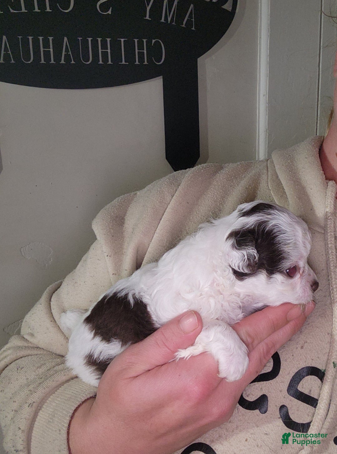 Chihuahua dogs for sale: Macadamia - Ad 3