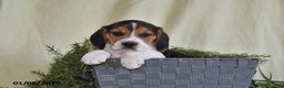 Beagle dogs for sale: Jefferson - Ad 4