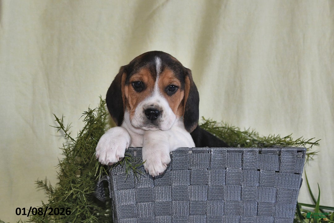 Beagle dogs for sale: Jefferson - Ad 4