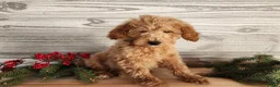 Mini Goldendoodle dogs for sale: Dover - Ad 15