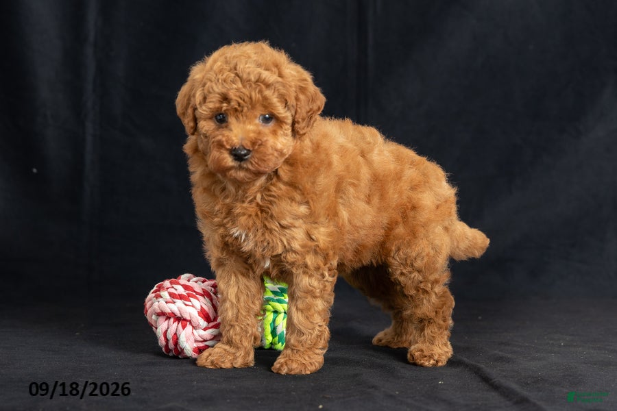Mini Goldendoodle dogs Daisy - Ad 1