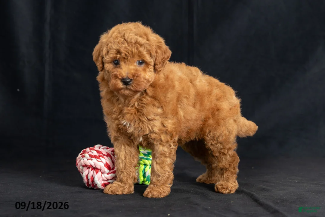 Mini Goldendoodle dogs for sale: Daisy - Ad 1