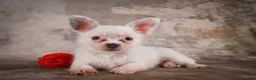 Chihuahua dogs for sale: Alex - Ad 11