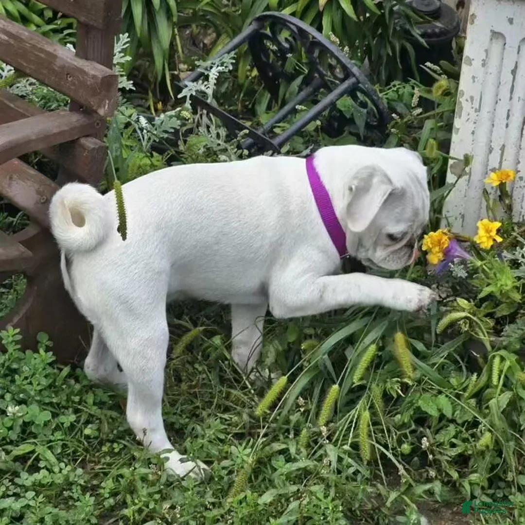 Gallery Image {{count}}