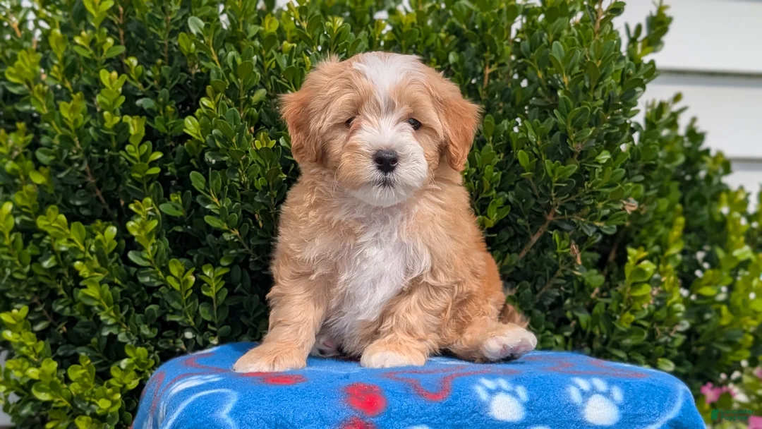 Mixed Breed dogs for sale: Damon  - Ad 2